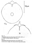 Testudinella mucronata haueriensis