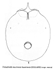 Testudinella mucronata haueriensis