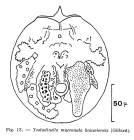 Testudinella mucronata haueriensis