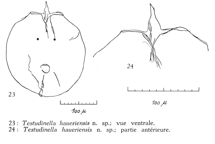 Testudinella mucronata haueriensis - Original description image