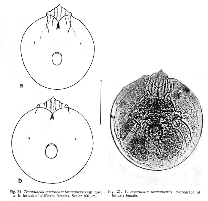 Testudinella mucronata tasmaniensis - Original description image