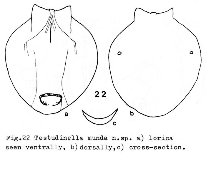 Testudinella munda - Original description image