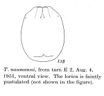 Testudinella naumanni
