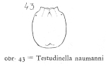 Testudinella naumanni