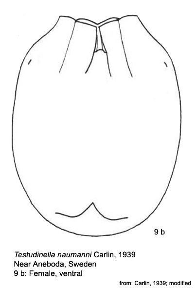 Testudinella naumanni - Original description image