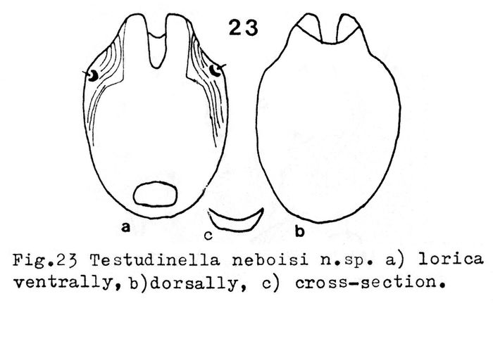 Testudinella neboisi - Original description image