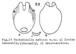 Testudinella neboisi
