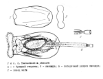 Testudinella obscura