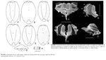 Testudinella obscura