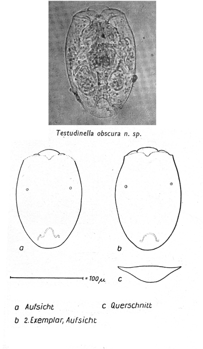 Testudinella obscura - Original description image