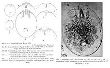 Testudinella ohlei