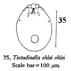 Testudinella ohlei
