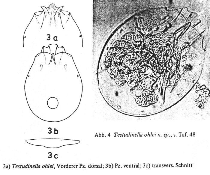 Testudinella ohlei - Original description image