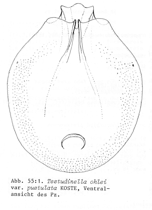 Testudinella ohlei f. pustulata - Original description image