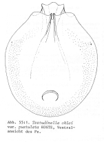 Testudinella ohlei f. pustulata