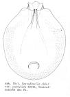 Testudinella ohlei f. pustulata