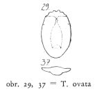 Testudinella ovata