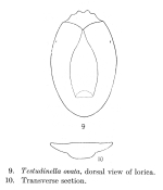 Testudinella ovata