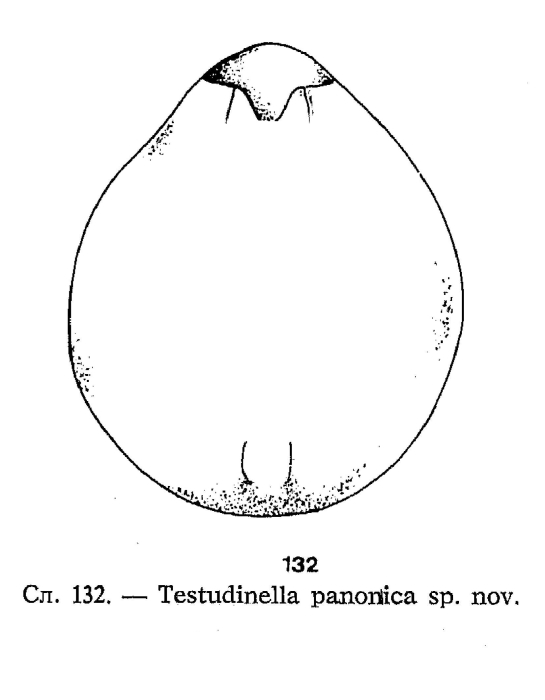 Testudinella panonica - Original description image