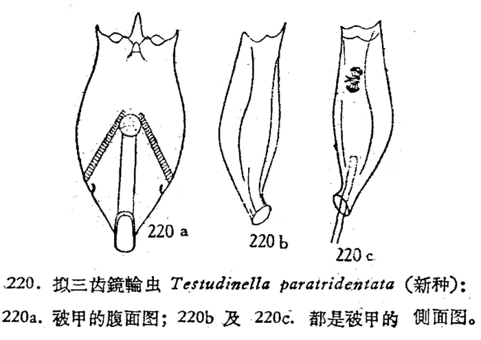 Testudinella paratridentata - Original description image