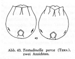 Testudinella parva