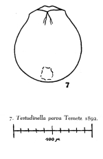 Testudinella parva