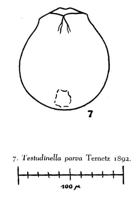 Testudinella parva Testudinella parva