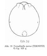 Testudinella parva