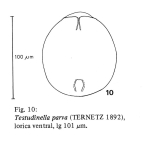 Testudinella parva