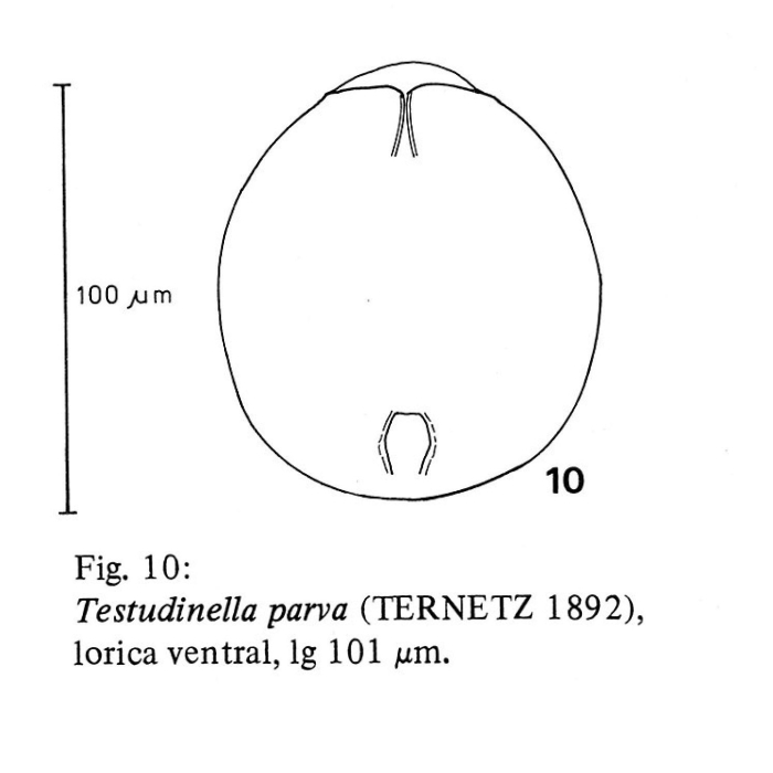 Testudinella parva Testudinella parva