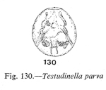 Testudinella parva