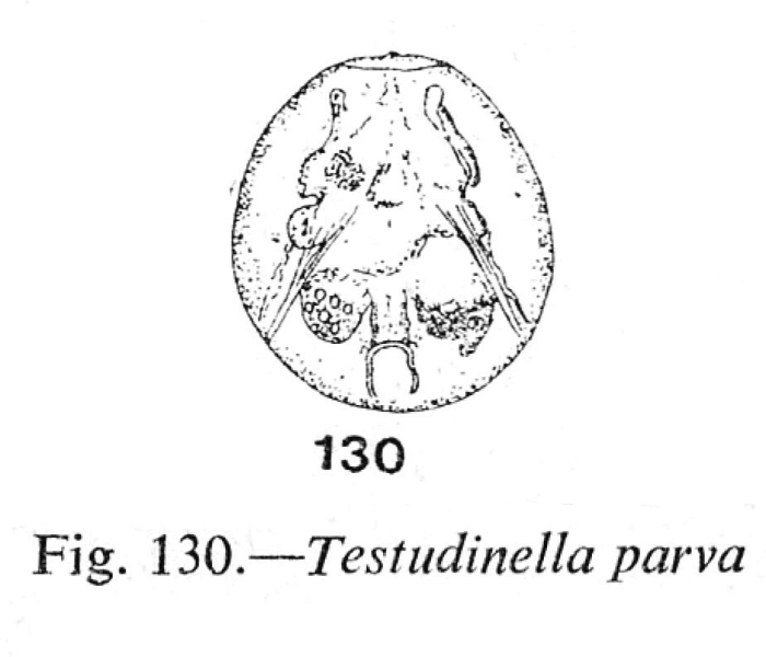 Testudinella parva Testudinella parva