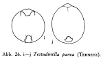 Testudinella parva