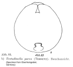 Testudinella parva