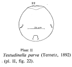Testudinella parva