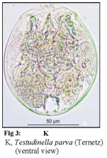 Testudinella parva