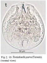 Testudinella parva