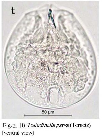 Testudinella parva Testudinella parva