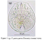 Testudinella parva