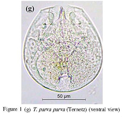 Testudinella parva