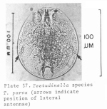 Testudinella parva
