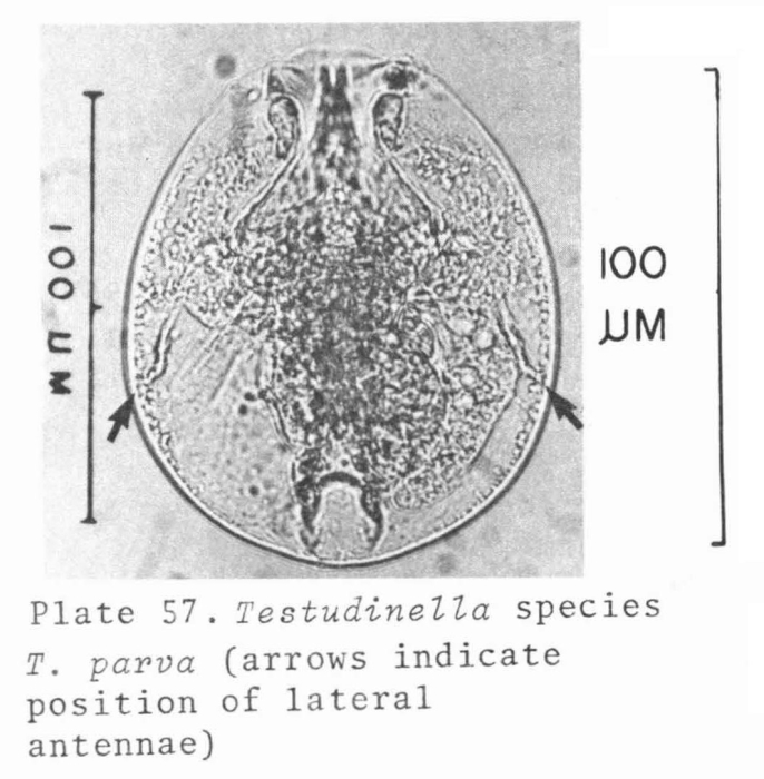 Testudinella parva