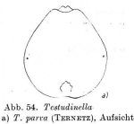 Testudinella parva