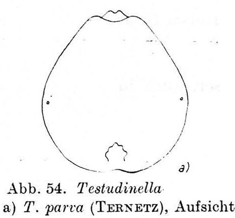 Testudinella parva Testudinella parva