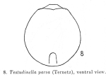 Testudinella parva
