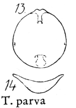 Testudinella parva