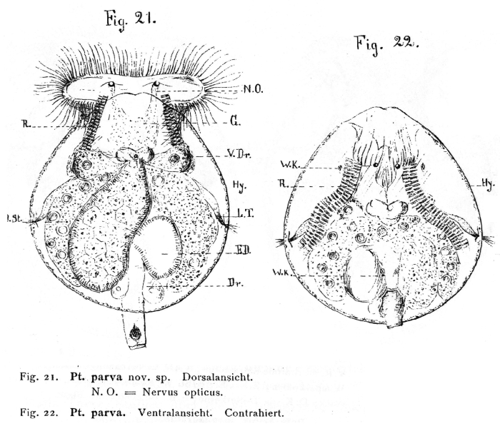 Testudinella parva - Original description image