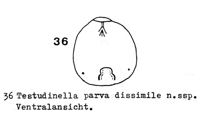 Testudinella parva dissimilis - Original description image