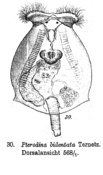Testudinella parva f. bidentata
