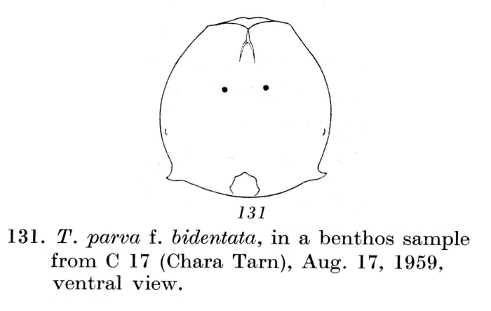 Testudinella parva f. bidentata Testudinella parva f. bidentata